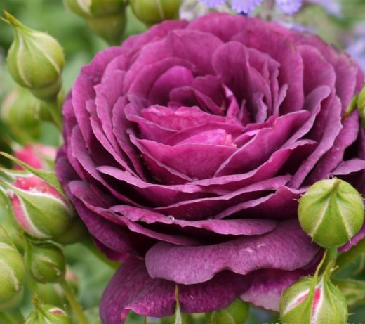 Роза флорибунда Эбб Тайд